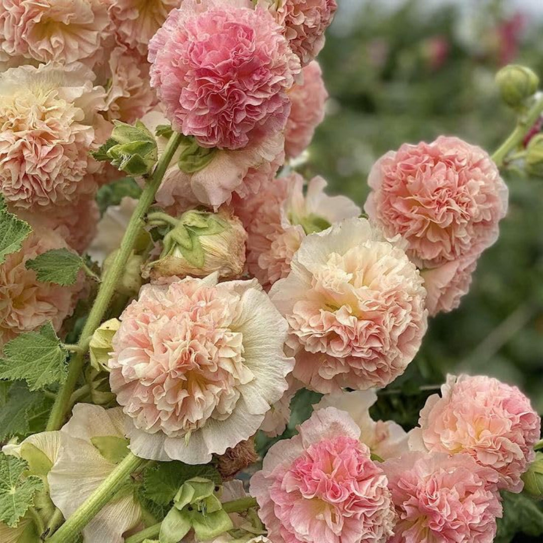 Double Hollyhock Flower Seeds for Planting – Heirloom, Non-GMO, Easy to Grow, Perennial Blooms