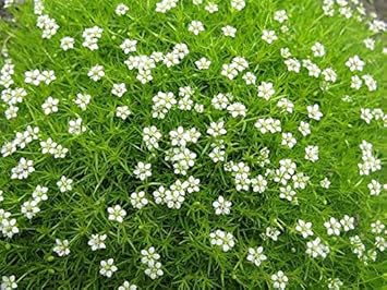 White Sagina Subulata Flower seeds for Planting - Wildflower Mix, Heirloom & GMO Free Seeds for Home Garden
Sale seeds for planting in home garden