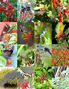 Mixed Hamelia Patens Flower seeds for Planting - Premium Quality, Heirloom & GMO Free Seeds for Home Garden
Sale seeds for planting in home garden