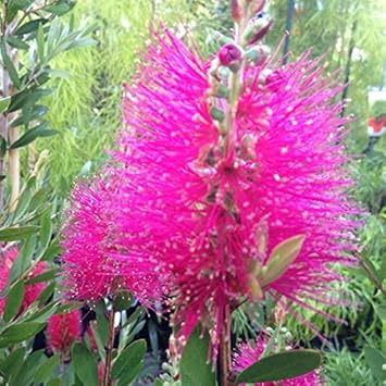 Pink Bottle Brush Flower seeds for Planting - Long Bloom Season, Heirloom & GMO Free Seeds for Home Garden
Sale for planting in home garden.