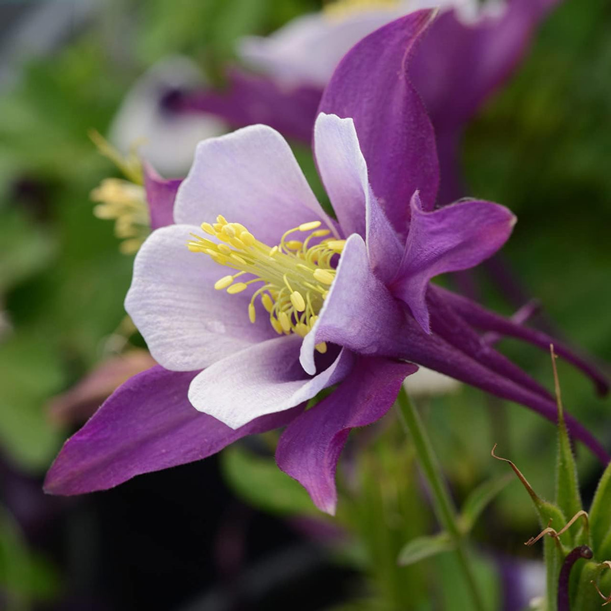 Aquilegia Flower seeds for Planting - Wildflower Mix, Heirloom & GMO Free Seeds for Home Garden
Sale for planting in home garden.