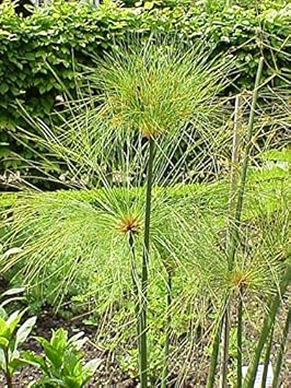 Heirloom Papyrus Flower seeds for Planting Colorful Display Heirloom & GMO Free Seeds for Home Garden
Sale for planting in home garden