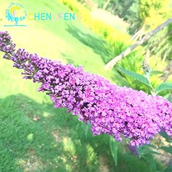 Violet Buddleia Flower seeds for Planting - Easy to Grow, Heirloom & GMO Free Seeds for Home Garden
Sale for planting in home garden.