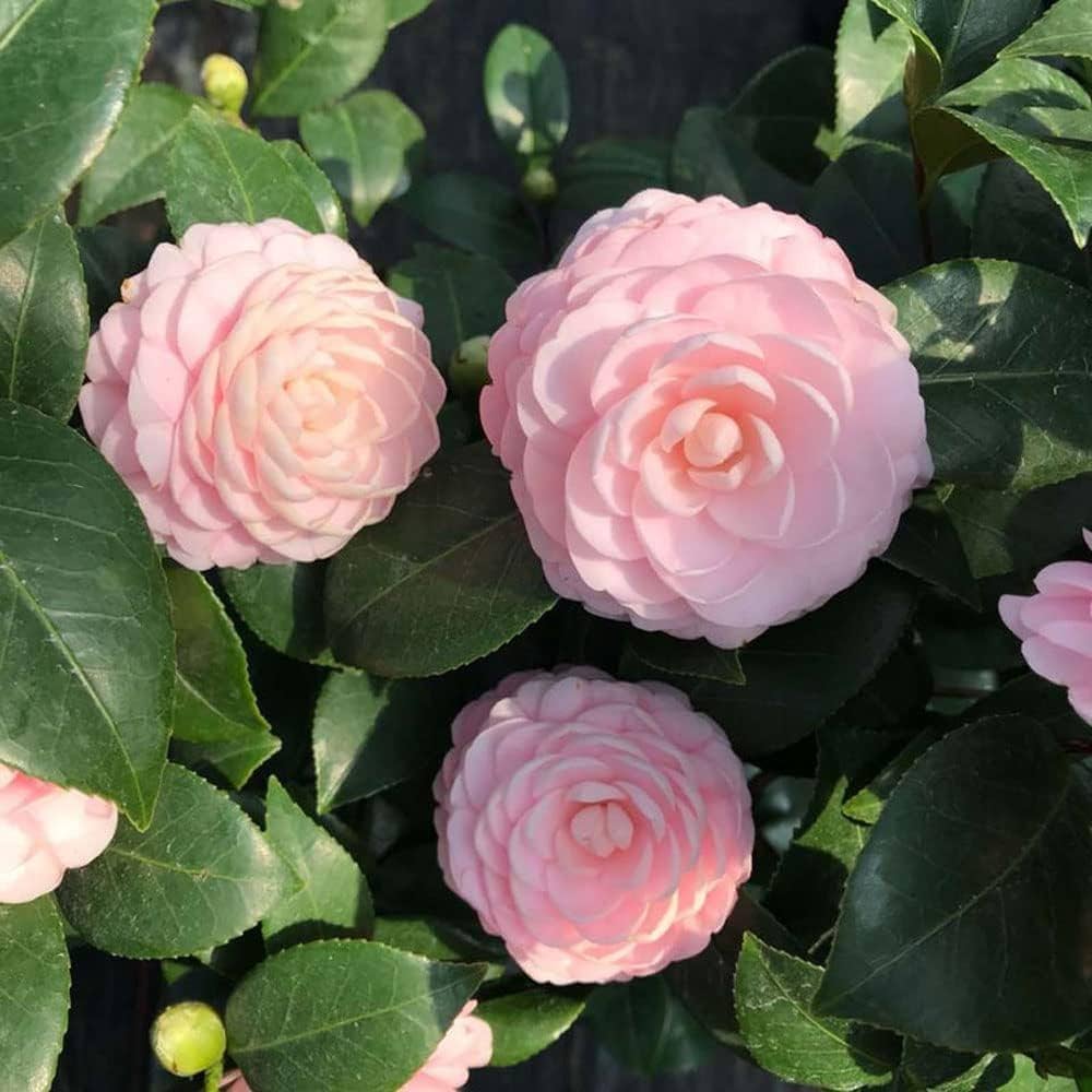 Camellia Flower Seeds for Planting – Heirloom, Non-GMO, Evergreen Shrub