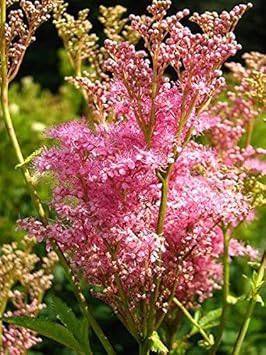 Pink Filipendula Rubra Flower seeds for Planting - Hardy Variety, Heirloom & GMO Free Seeds for Home Garden
Sale for planting in home garden