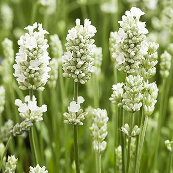 Lavender Flower seeds for Planting - Premium Quality, Heirloom & GMO Free Seeds for Home Garden
Sale for planting in home garden.
