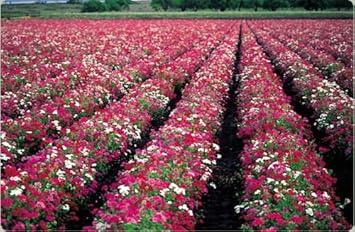 Mixed Drummond Flower seeds for Planting - Sun Loving, Heirloom & GMO Free Seeds for Home Garden
Sale for planting in home garden
