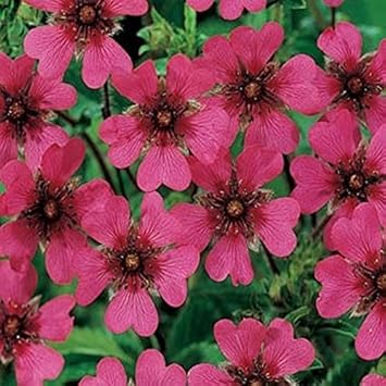 Pink Cinquefoil Flower seeds for Planting - Hardy Variety, Heirloom & GMO Free Seeds for Home Garden
Sale for planting in home garden.