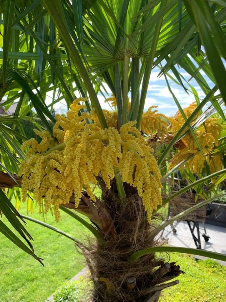 Heirloom Trachycarpus Flower seeds for Planting Seasonal Bloomer Heirloom & GMO Free Seeds for Home Garden
Sale for planting in home garden