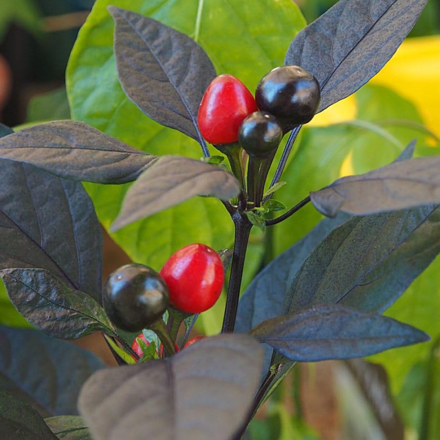 Graines de fruit de poivre perle noire