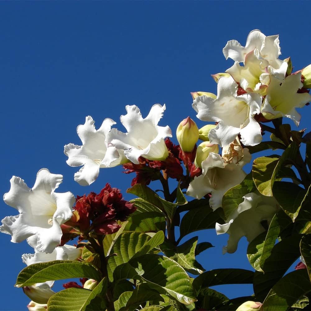 Easter Lily Vine Flower Seeds