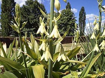 Galtonia Viridiflora Flower seeds for Planting - Long Bloom Season, Heirloom & GMO Free Seeds for Home Garden
Sale for planting in home garden