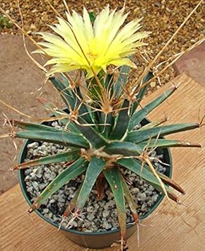 Yellow Leuchtenbergia Flower seeds for Planting - Bright Blooms, Heirloom & GMO Free Seeds for Home Garden
Sale for planting in home garden