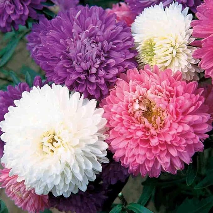 Mixed Asters Flower seeds for Planting - Fragrant Blossoms, Heirloom & GMO Free Seeds for Home Garden
Sale for planting in home garden
