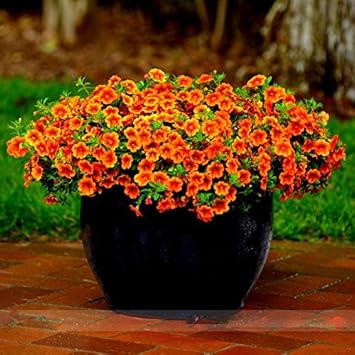 Orange Calibrachoa Flower seeds for Planting - Hardy Variety, Heirloom & GMO Free Seeds for Home Garden
Sale for planting in home garden.