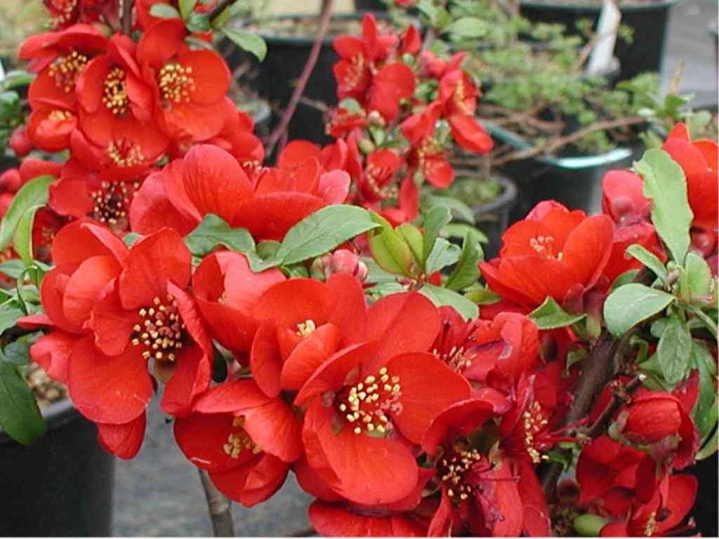 Enana Roja Flower seeds for Planting - Low Maintenance, Heirloom & GMO Free Seeds for Home Garden
Sale for planting in home garden.