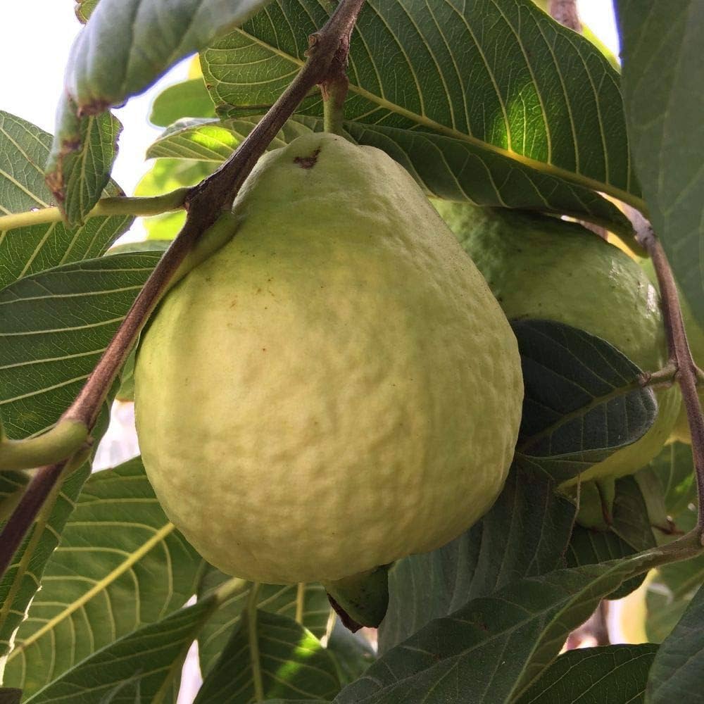 Guava White Tropical Fruit Seeds