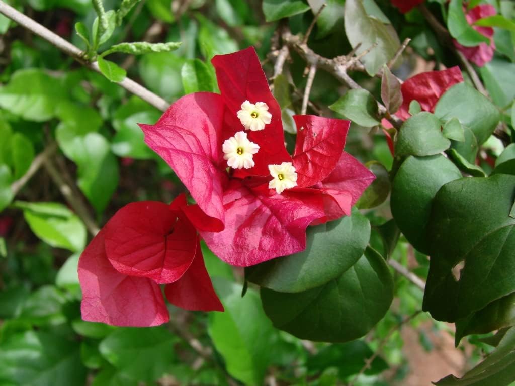 Bougainvillea Flower seeds for Planting - Bright Blooms, Heirloom & GMO Free Seeds for Home Garden