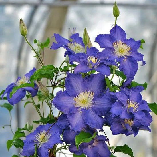 Blue Clematis Flower Seeds