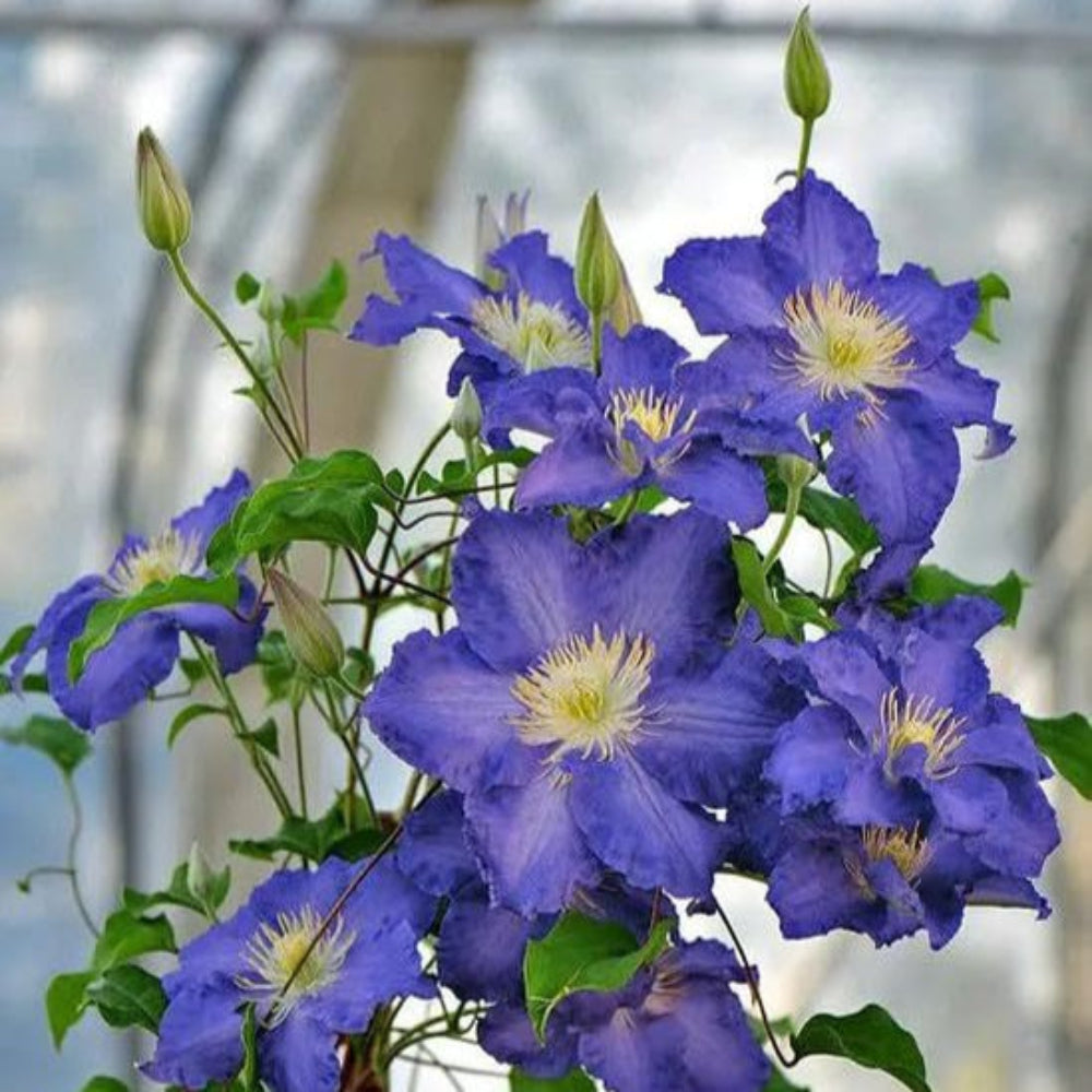 Semi di fiore di clematide blu