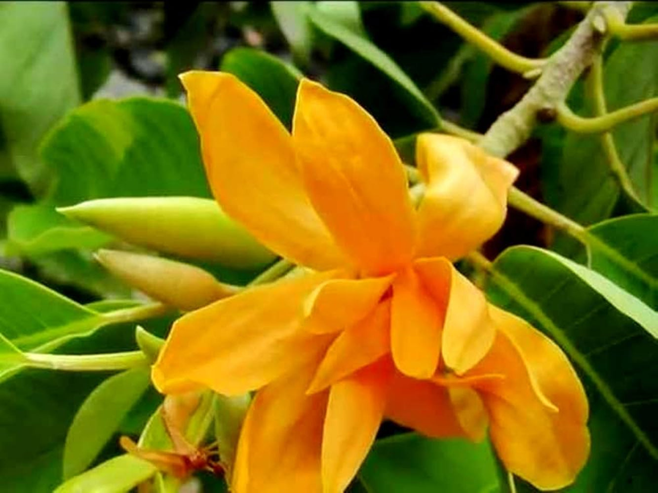 Magnolia Champaca Flower Seeds