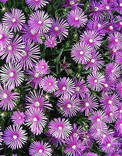 Lampranthus Maximiliana Flower seeds for Planting Sun Loving Heirloom & GMO Free Seeds for Home Garden
Sale for planting in home garden