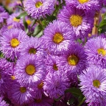 Purple Erigeron Speciosus Flower seeds for Planting - Wildflower Mix, Heirloom & GMO Free Seeds for Home Garden
Sale seeds for planting in home garden