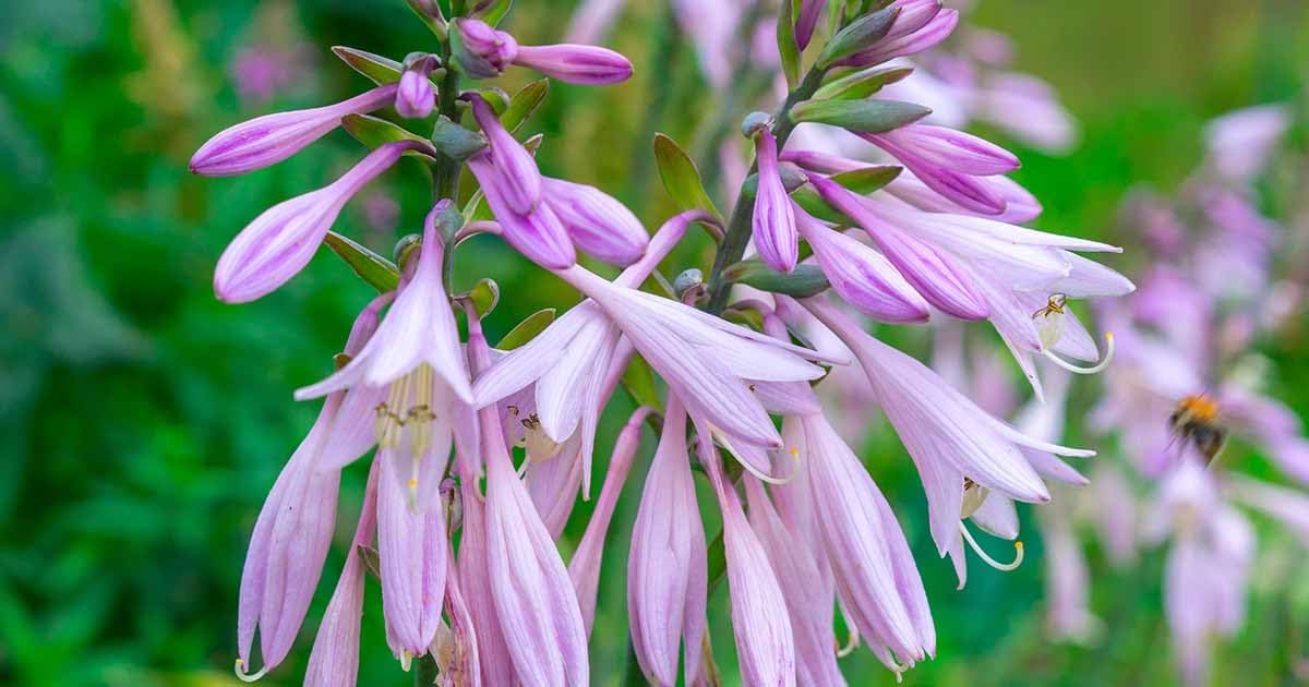 Hosta Flower seeds for Planting Sun Loving Heirloom & GMO Free Seeds for Home Garden
Sale for planting in home garden