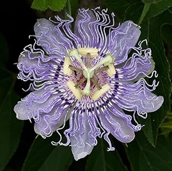 Purple Passiflora Flower seeds for Planting - Sun Loving, Heirloom & GMO Free Seeds for Home Garden
Sale for planting in home garden