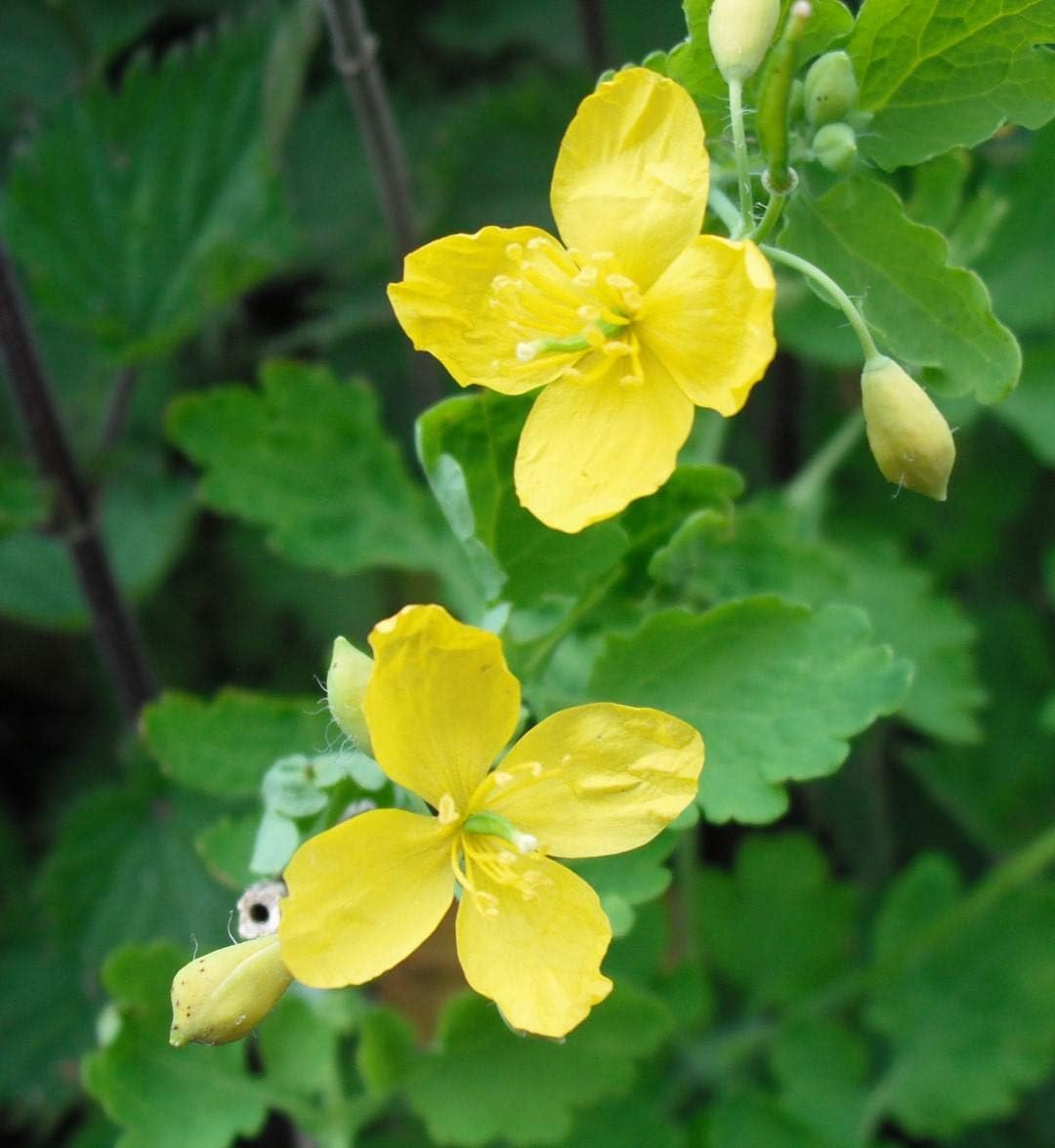 Chelidonium Celandine Flower seeds for Planting - Pollinator Friendly, Heirloom & GMO Free Seeds for Home Garden
Sale for planting in home garden
