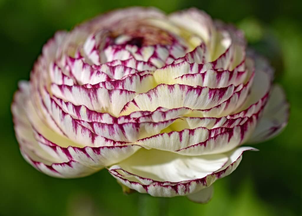White Purple Ranunculus Flower seeds for Planting - Cut Flower Favorite, Heirloom & GMO Free Seeds for Home Garden
Sale for planting in home garden.
