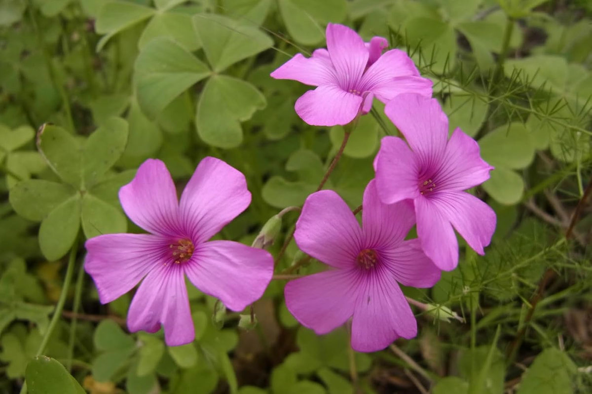 Oxalis Articulata Flower seeds for Planting - Perfect for Borders, Heirloom & GMO Free Seeds for Home Garden
Sale for planting in home garden.