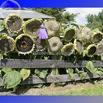 Gray Mongolian SunFlower seeds for Planting Easy to Grow Heirloom & GMO Free Seeds for Home Garden
Sale seeds for home garden planting