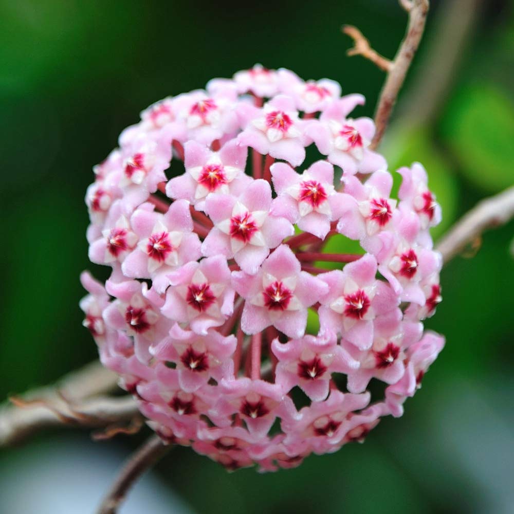 Hoya Carnosa Flower seeds for Planting - Compact Growth, Heirloom & GMO Free Seeds for Home Garden
Sale seeds for planting in home garden