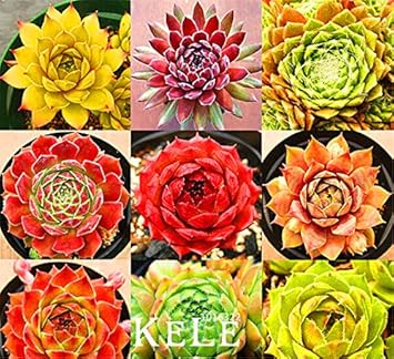 Mixed Sempervivum Flower seeds for Planting - Pollinator Friendly, Heirloom & GMO Free Seeds for Home Garden
Sale for planting in home garden.