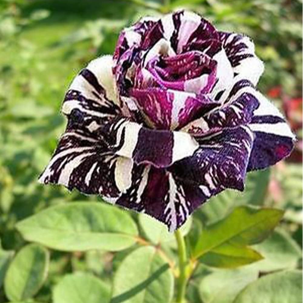 Black Dragon Rose Flower Seeds