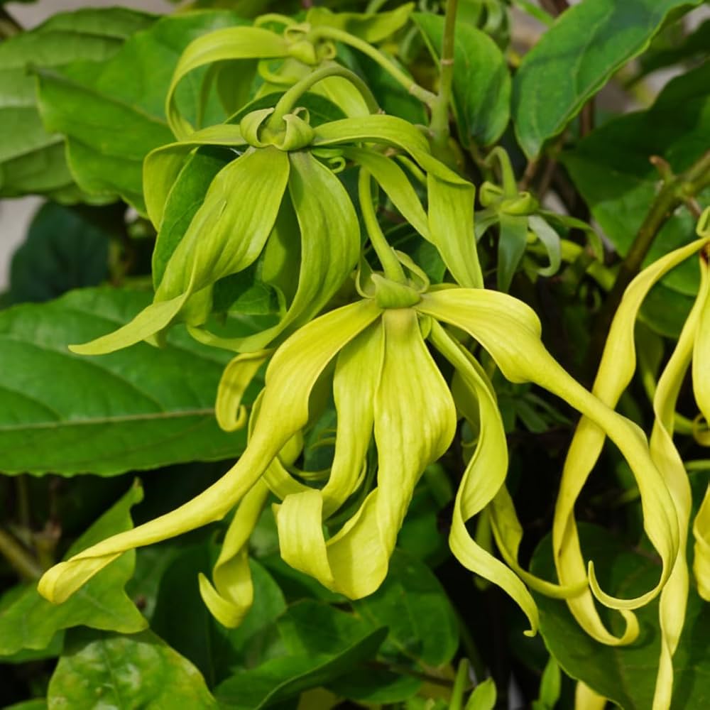 Ylang-Ylang (Cananga odorata) Flower Seeds for Planting – Heirloom, Non-GMO, Fragrant, Tropical Perennial