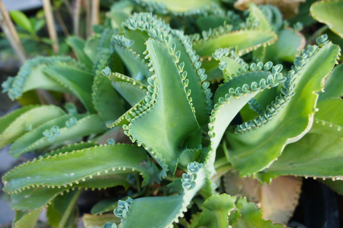 Kalanchoe Daigremontiana Flower seeds for Planting - Pollinator Friendly, Heirloom & GMO Free Seeds for Home Garden
Sale for planting in home garden.