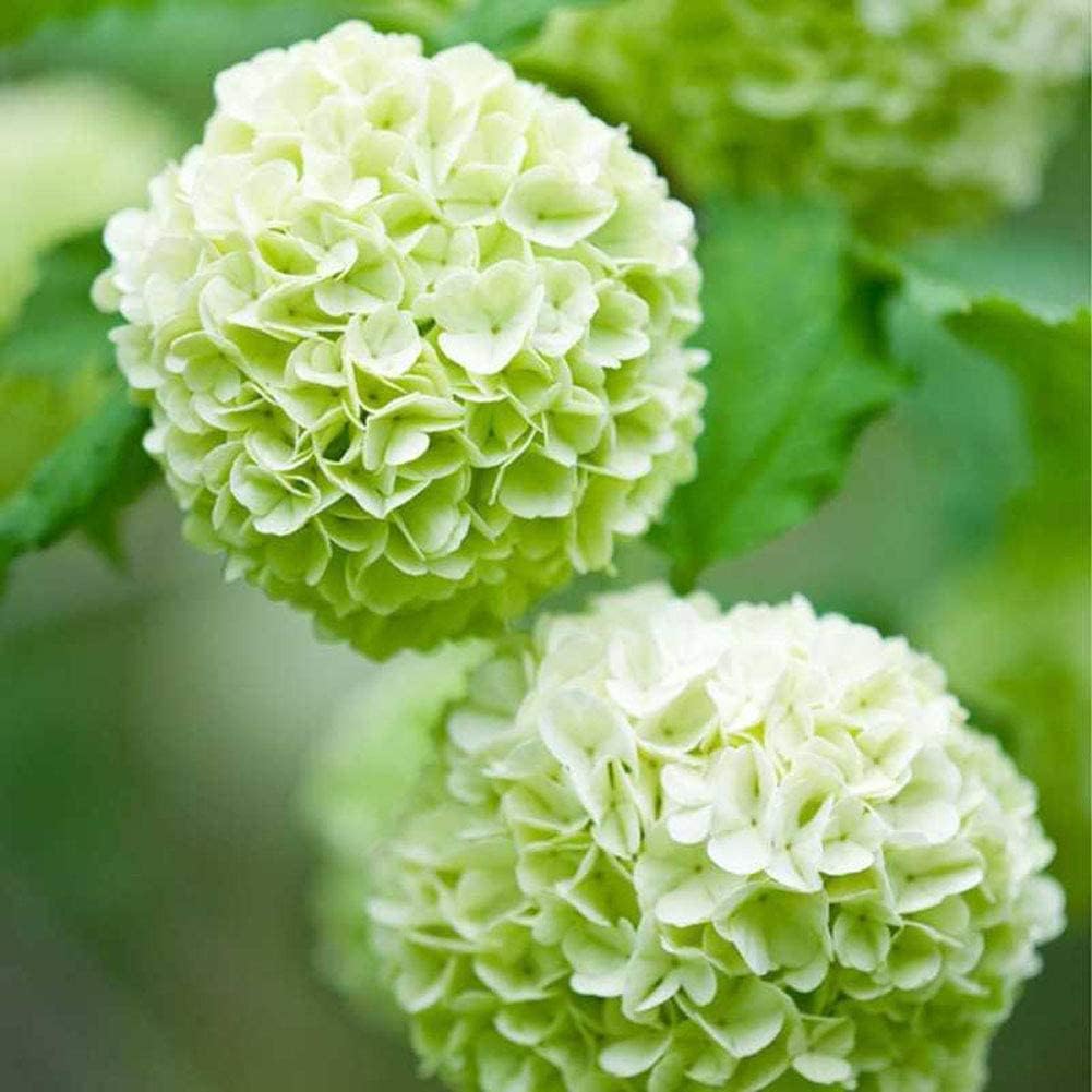 Hydrangea Flower seeds for Planting - Wildflower Mix, Heirloom & GMO Free Seeds for Home Garden
Sale for planting in home garden