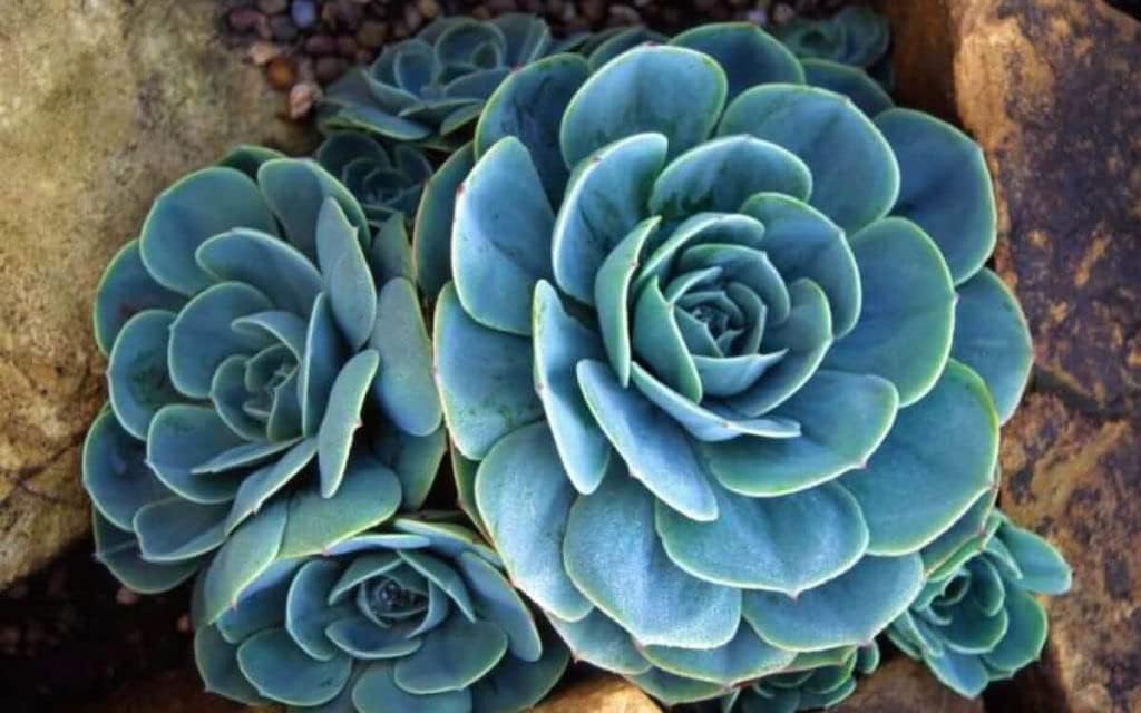 Sky Blue Succulent Flower seeds for Planting - Drought Tolerant, Heirloom & GMO Free Seeds for Home Garden
Sale for planting in home garden