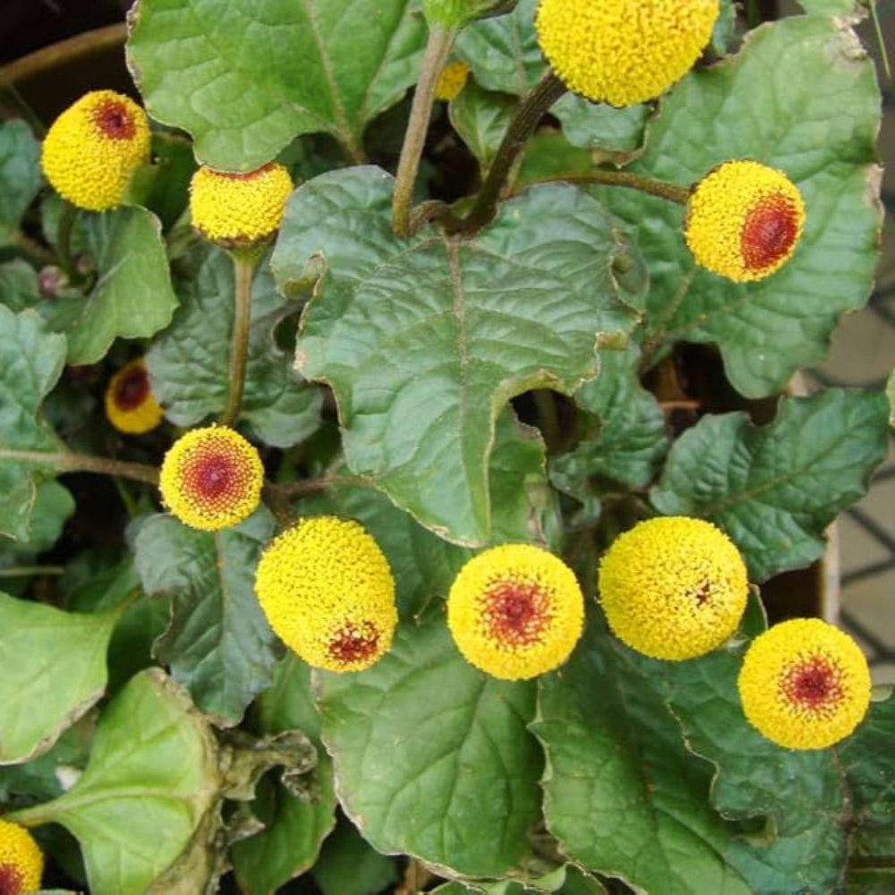 Acmella Oleracea Flower Seeds
