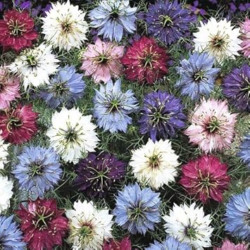 Nigella Persian Flower seeds for Planting - Wildflower Mix, Heirloom & GMO Free Seeds for Home Garden
Sale for planting in home garden