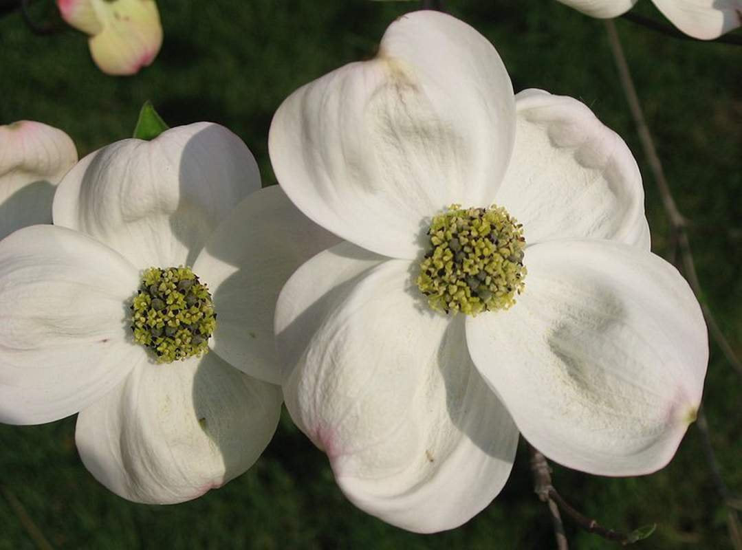 Cornus Flower seeds for Planting - Fragrant Blossoms, Heirloom & GMO Free Seeds for Home Garden
Sale for planting in home garden.