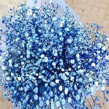 Blue Gypsophila Flower seeds for Planting - Hardy Variety, Heirloom & GMO Free Seeds for Home Garden
Sale for planting in home garden