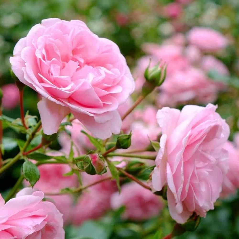Graines de fleurs de rose Rosa pour plantation Fleurs éclatantes Graines patrimoniales et sans OGM pour jardin domestique