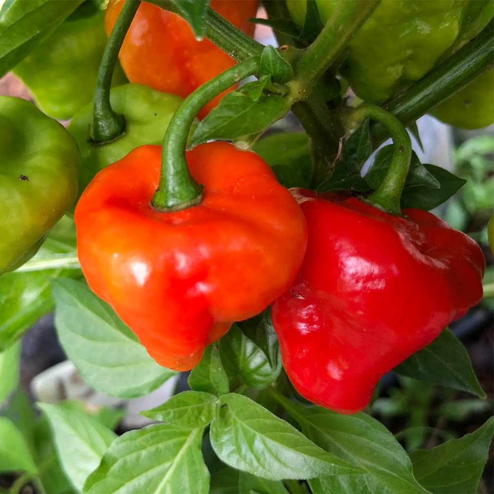 Semillas de hortalizas Ajicito Aji Dulce