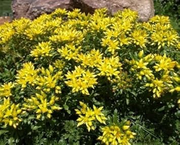 Yellow Sedum Kamtschaticum Flower seeds for Planting - Shade Tolerant, Heirloom & GMO Free Seeds for Home Garden
Sale for planting in home garden