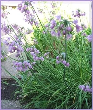Purple Cernuum Flower seeds for Planting - Hardy Variety, Heirloom & GMO Free Seeds for Home Garden
Sale for planting in home garden