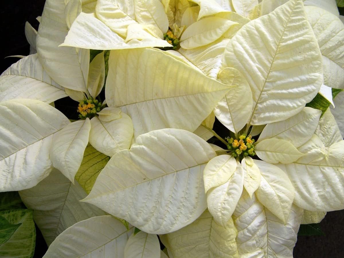 White Poinsettia Flower seeds for Planting - Hardy Variety, Heirloom & GMO Free Seeds for Home Garden
Sale seeds for planting in home garden