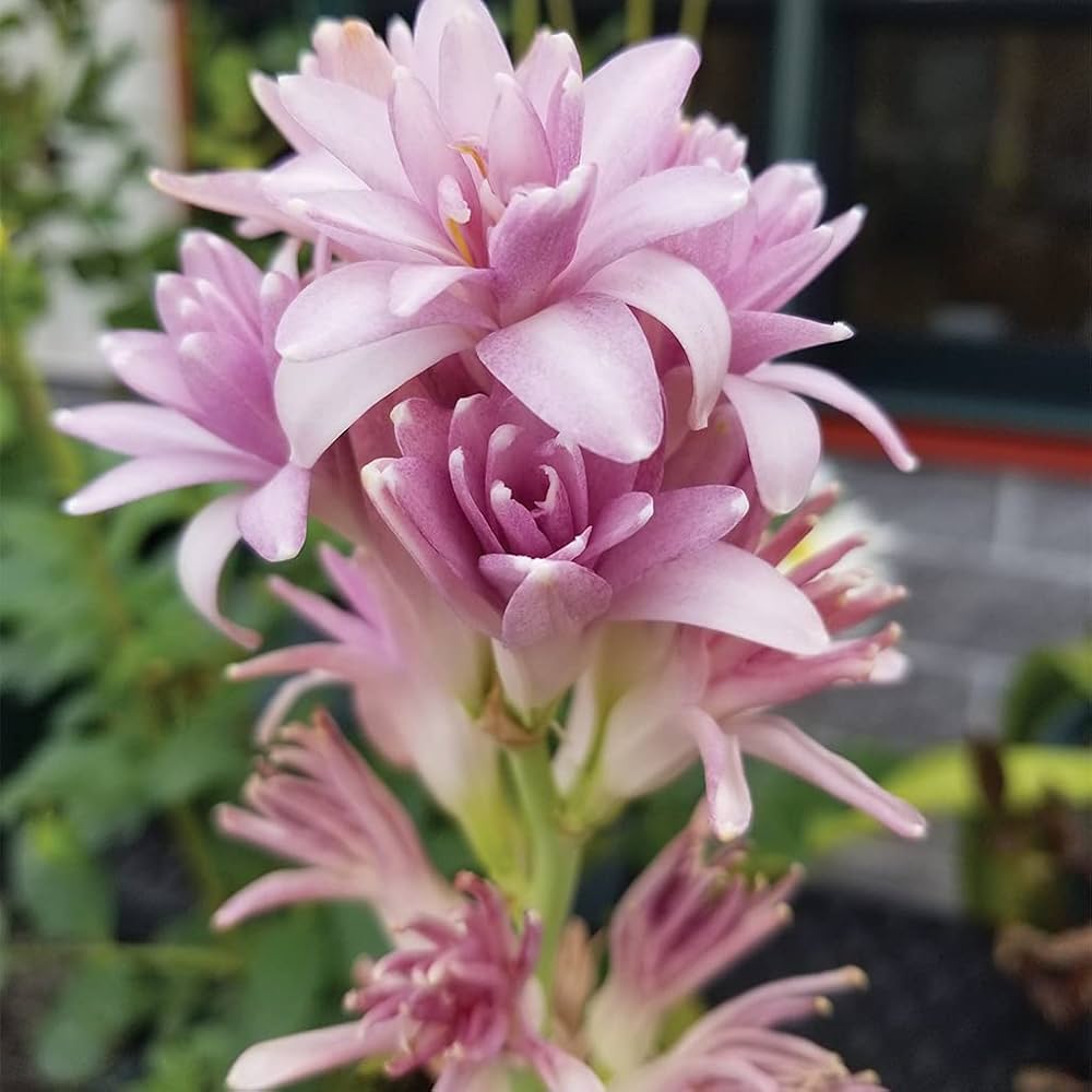 Pink Tuberose Flower Seeds